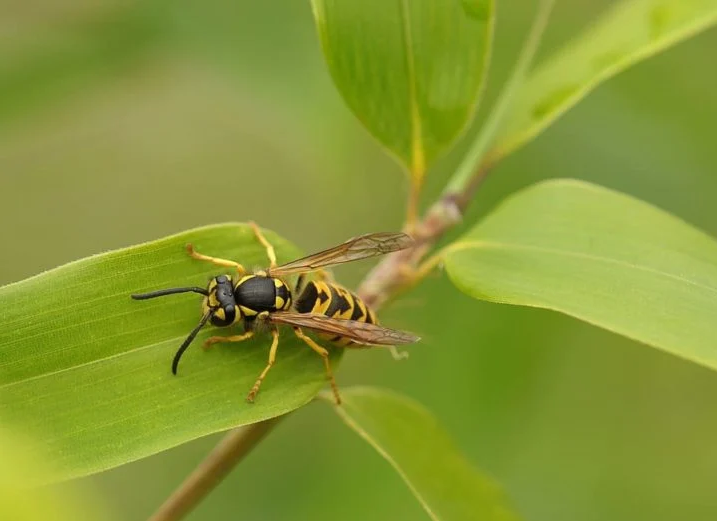 Baby Wasp